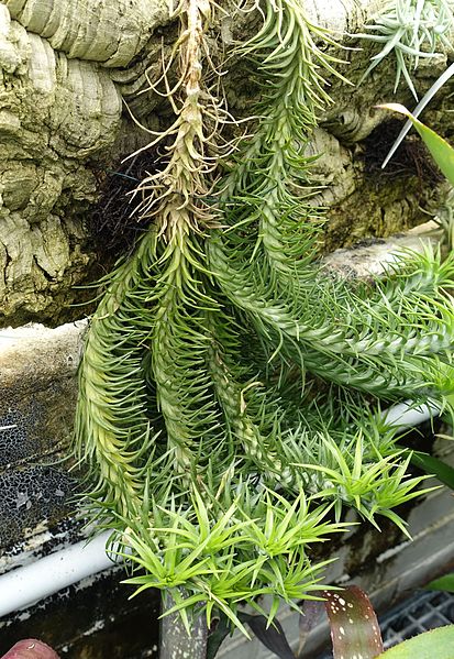 File:Tillandsia araujei - Lyman Plant House, Smith College - DSC01965.jpg