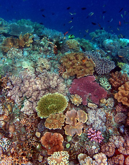 Timor Coral Reef