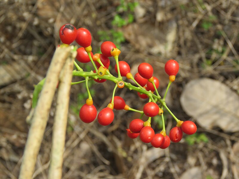 File:Tinospora sinensis ripe fruits at Mayyil (9).jpg