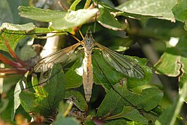 Tipula (Lunatipula) pustulata