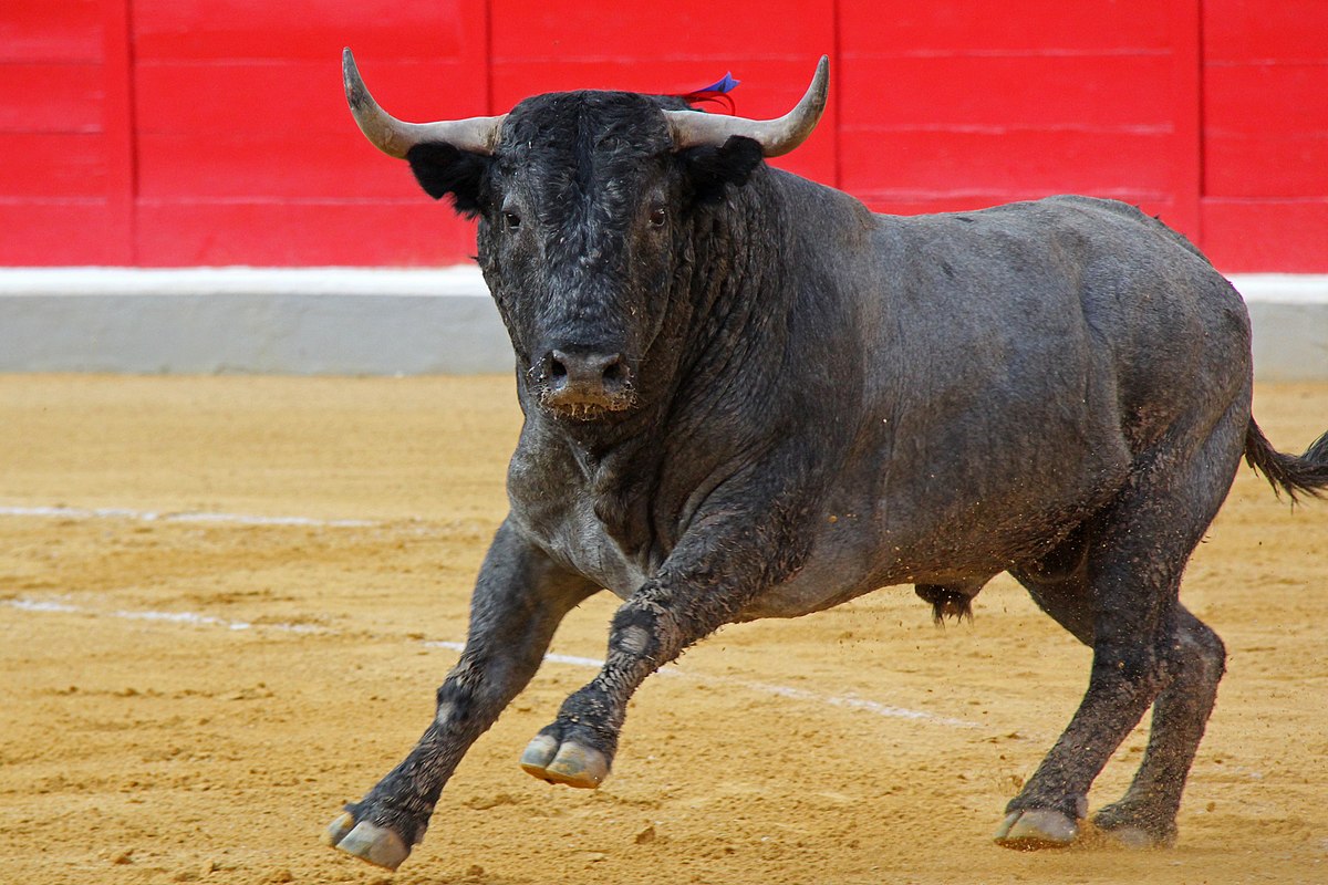 Bò tót Tây Ban Nha - Bò tót Tây Ban Nha là những con bò được nuôi đặc biệt để tham gia vào một truyền thống của Tây Ban Nha được gọi là \