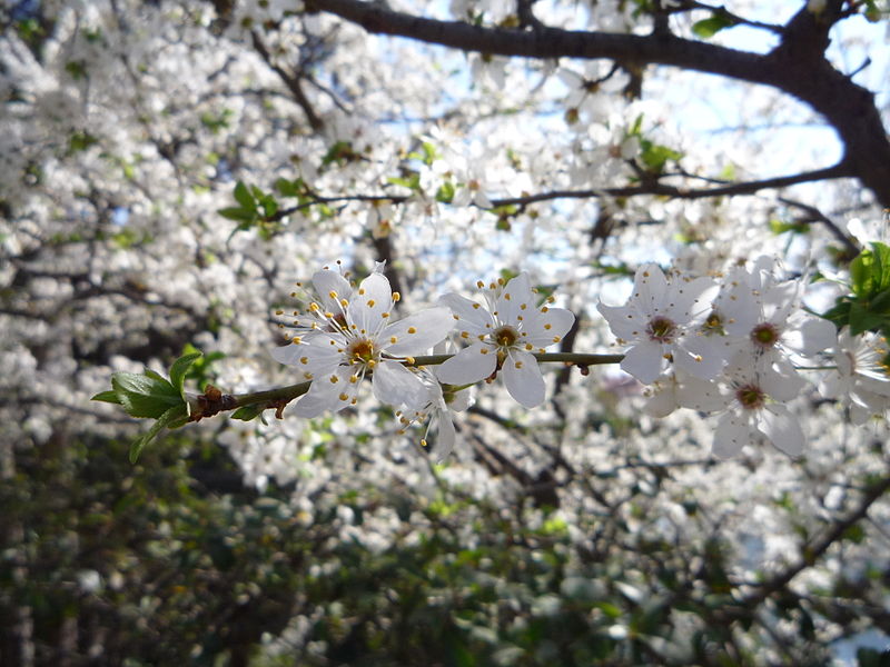 File:Torreblanca cherry blossoms.jpg