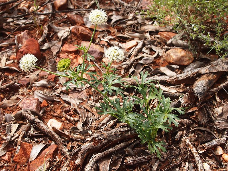 File:Trachymene glaucifolia.jpg