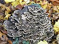 Schmetterlings-Porlinge (Trametes versicolor)