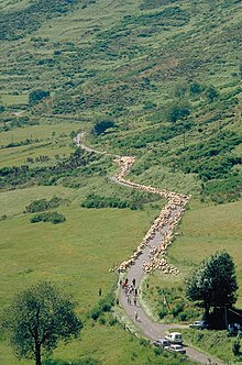 Niemal na całej wysokości zdjęcia kręta droga przecina krajobraz łąk i krzewów;  długość stada owiec, które przechodzą przez wypas (kilkaset zwierząt przed i po kilku osobach i samochodach) pokrywa trzy sznurówki.