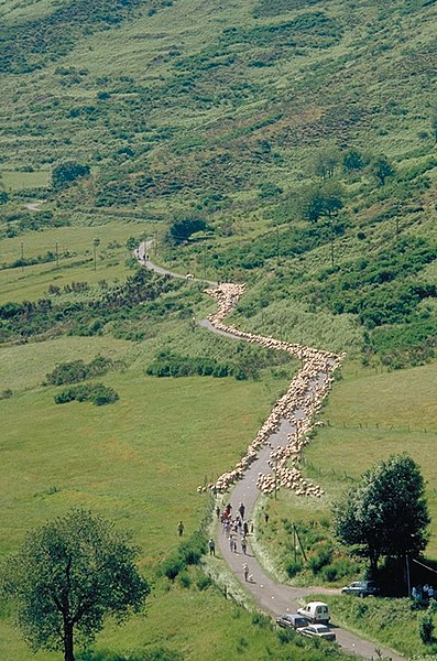 File:Transhumance-Aigoual-1.jpg