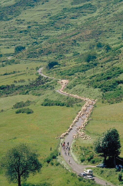 Moving sheep up along a drovers' road in the Massif Central, France