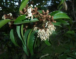 <i>Trichocladus grandiflorus</i> species of plant