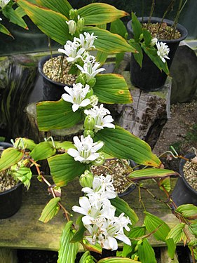 Tricyrtis macrantha2.jpg