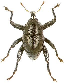 Trigonopterus lekiorum