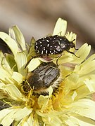 Oxythyrea funesta Tropinota hirta