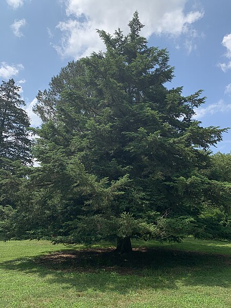 File:Tsuga sieboldii—mature tree at the Morris Arboretum.jpg