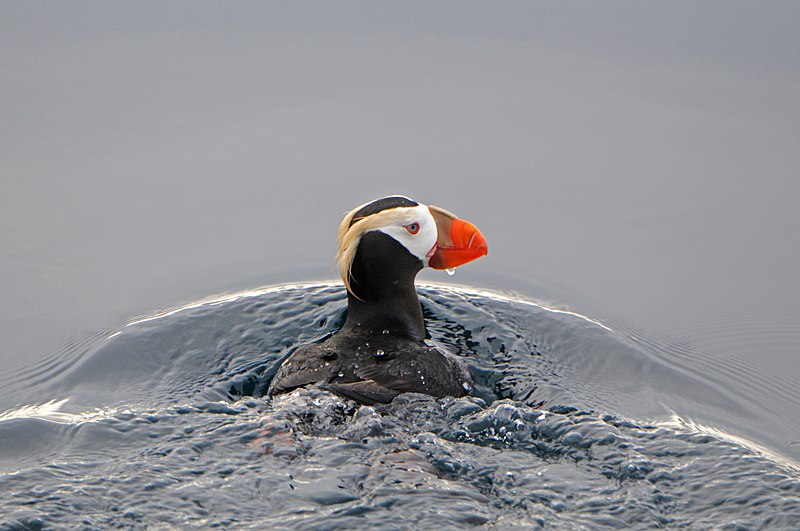 File:Tufted Puffin, near Dutch Harbor in the Aleutian Islands, Alaska.jpg