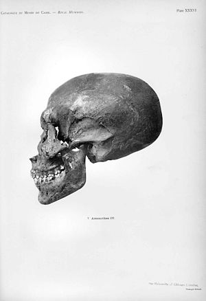 Unknown egyptian skull.JPG