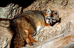 The gray fox lives throughout Louisiana, but is still threatened. They are most common in forested northern areas. Urocyon cinereoargenteus.jpg