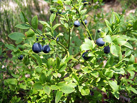 Кустарничек. Черника миртолистная. Черника миртолистная (лат. Vaccínium myrtíllus). Vaccinium myrtillus l. растение. Вакциниум миртиллус.