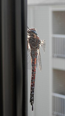 Dragonfly (Anisoptera)