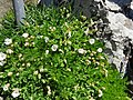 Various wild flowers growing by side of path down to South stack, Ynys Mon, Wales 09.jpg