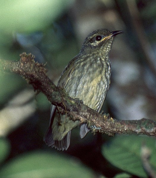 File:Velvet Asity (Philepitta castanea) female.jpg