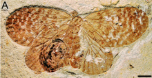 Venational asimetri dalam Paristopsyche angelineae Gambar 4 A. png