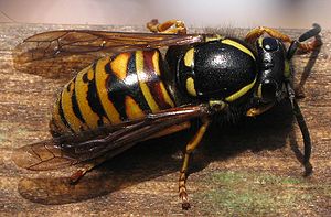 Red wasp (Vespula rufa) (queen)