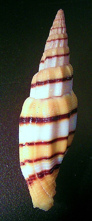 <i>Vexillum taeniatum</i> Species of gastropod