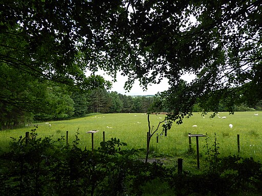 View from Bird Hide, Gibside - geograph.org.uk - 5427532