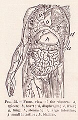 Vue de Viscera Page 82.jpg