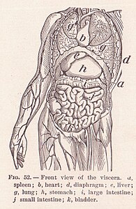 Vue des viscères Page 82.jpg