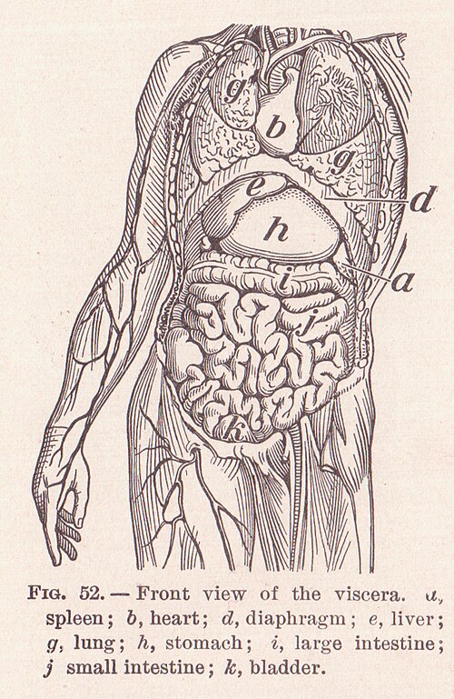 Human viscera