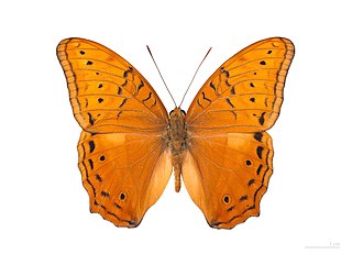 <i>Vindula arsinoe</i> Species of butterfly