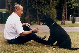 Vladimir Putin chơi với Koni ở Novo-Ogaryovo, 2002.