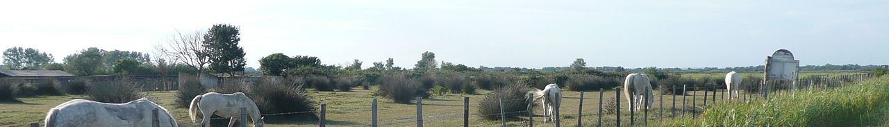 WV banner Camargue Horses.jpg