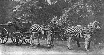 Zebras als Zugtiere.