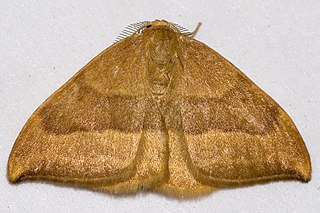 <i>Drepana cultraria</i> Species of hook-tip moth