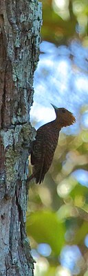 Waved woodpecker (Celeus undatus) (16257145084) .jpg