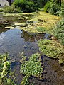 * Nomination Pond below the Weismain spring in Kleinziegenfeld --Ermell 05:40, 12 August 2020 (UTC) * Promotion  Support Good quality. --Scotch Mist 05:42, 12 August 2020 (UTC)