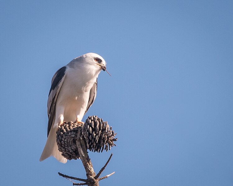 File:White-tailed Kite eating mouse (27612607349).jpg