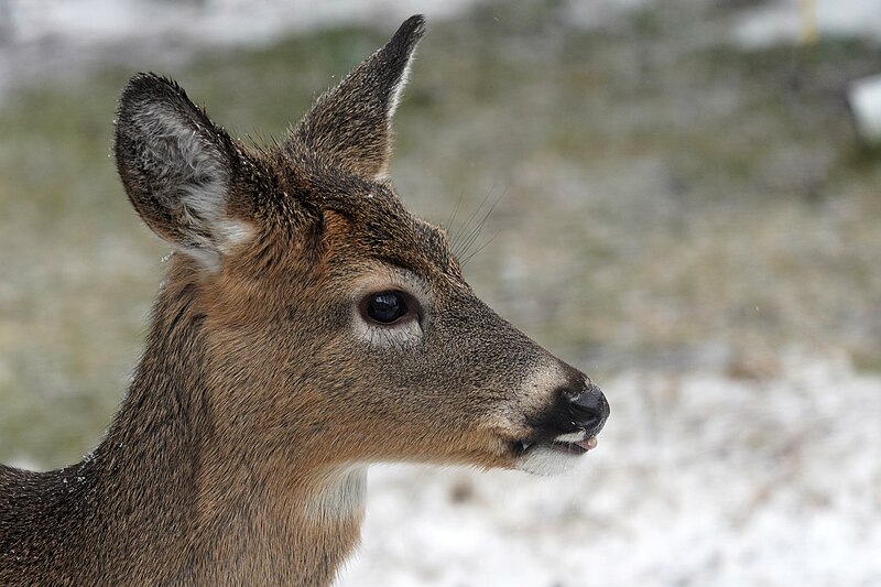 File:White-tailed deer (53524857018).jpg