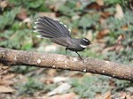 Vědecký název white-throated fantail Rhipidura albicollis at Sattal DSCN0829 1.jpg