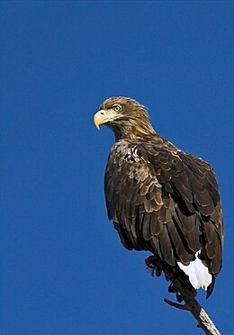 Paprastasis jūrinis erelis (Haliaeetus albicilla)