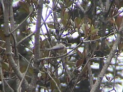 White throated Tit DSC03224.jpg