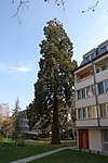 Sequoia tree (Sequoiadendron giganteum)