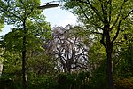 Hanging beech (Fagus sylvatica "Pendula")