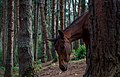 Wild Horse In Pine Forest.jpg
