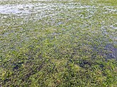 Winteraspect van onder water gelopen en bevroren zilverschoongrasland