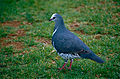 Wonga Pigeon (Leucosarcia melanoleuca) (10020933573).jpg
