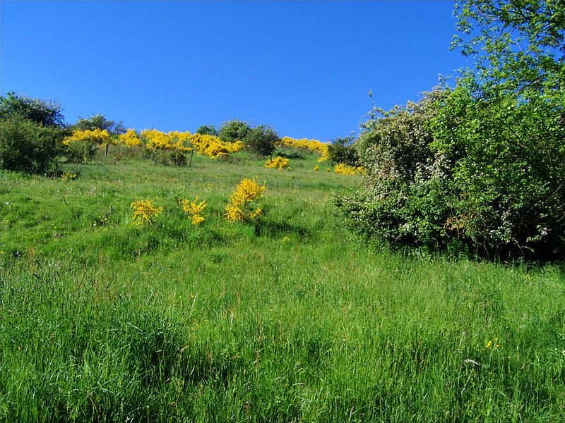 File:XN Cytisus scoparius 01.jpg