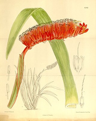 <i>Xeronema</i> Genus of flowering plants