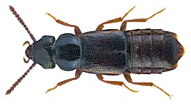 Xylodromus affinis